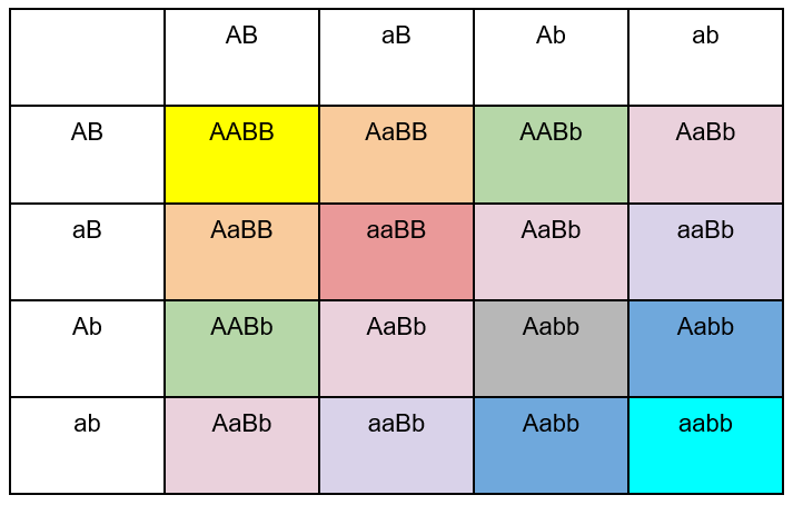 Genotypic ratio table