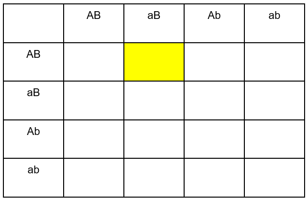 blank punnett square