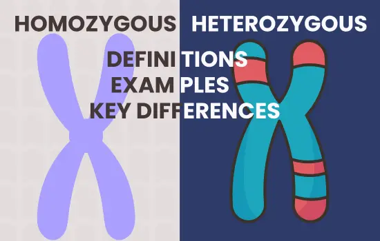 homozygous heterozygous